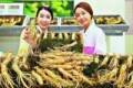 Hướng dẫn cách chế biến và bảo quản sâm tươi Hàn Quốc và những công dụng chính của sâm tươi