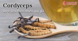 ĐÔNG TRÙNG HẠ THẢO CÓ TÁC DỤNG GÌ ĐỐI VỚI CƠ THỂ?