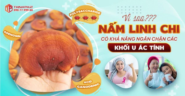 Vì sao nấm linh chi có khả năng phòng ngừa các tế bào ác tính?