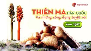 Thiên ma Hàn Quốc là gì? Những công dụng thật sự của thiên ma đối với sức khỏe