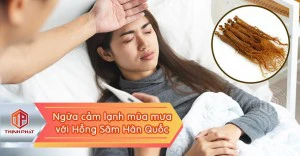 Hồng sâm Hàn Quốc - Phòng ngừa cảm lạnh mùa mưa hiệu quả