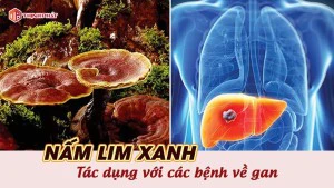 Tìm hiểu về tác dụng của nấm lim xanh đối với các bệnh lý về gan