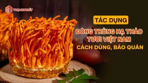 Các tác dụng của đông trùng hạ thảo tươi, cách chế biến, sử dụng và bảo quản đông trùng hạ thảo tươi hiệu quả