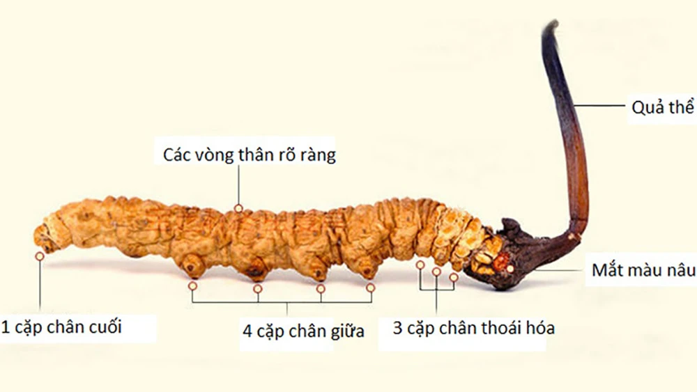 Hình dáng và cấu trúc cơ thể của Đông trùng hạ thảo tự nhiên