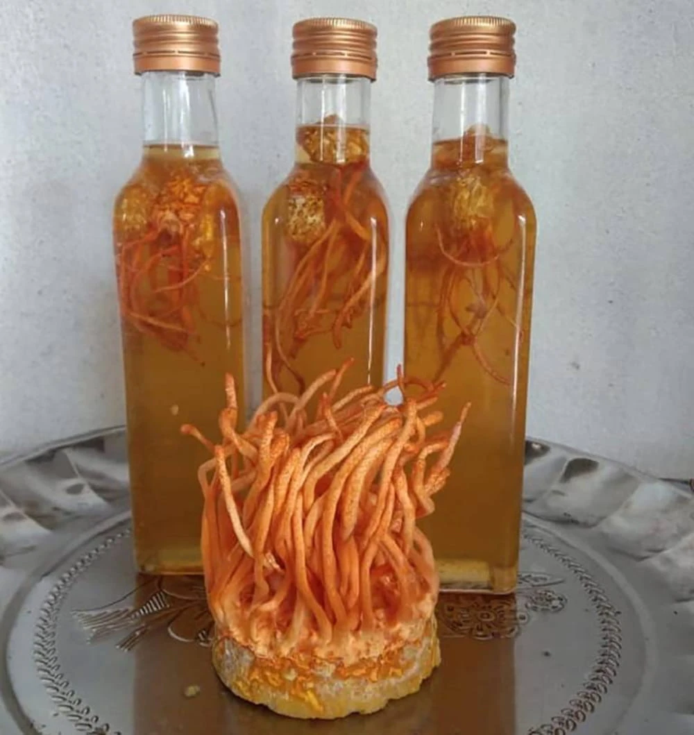 Đông trùng hạ thảo ngâm mật ong dễ thực hiện, tác dụng hiệu quả