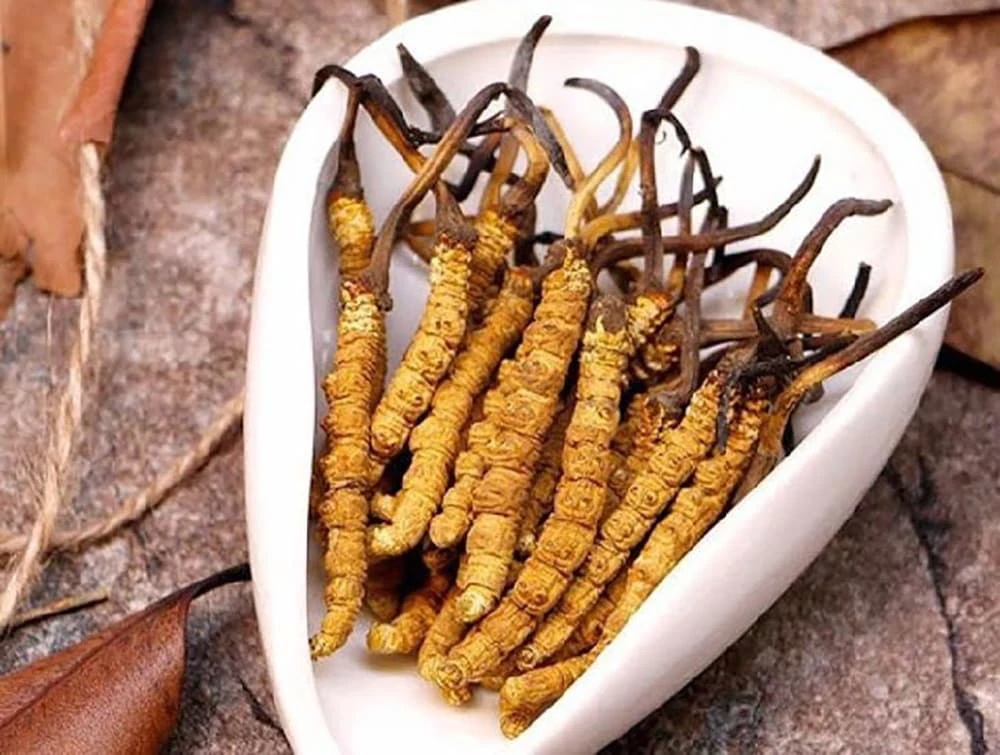 Đông trùng hạ thảo là loài sinh vật kỳ lạ mà thiên nhiên ban tặng cho con người