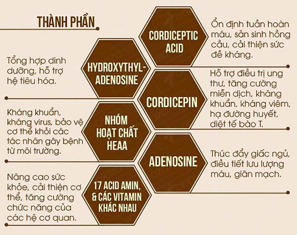 Trong đông trùng hạ thảo có chứa nhiều hoạt chất quý giá 