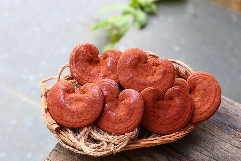 Nấm linh chi giúp hỗ trợ thải độc gan, thanh lọc cơ thể Nấm linh chi giúp hỗ trợ thải độc gan, thanh lọc cơ thể