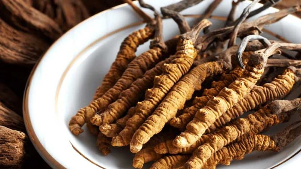 Đông trùng hạ thảo nổi bật với công dụng hỗ trợ ăn ngon miệng, ngủ ngon giấc Đông trùng hạ thảo nổi bật với công dụng hỗ trợ ăn ngon miệng, ngủ ngon giấc