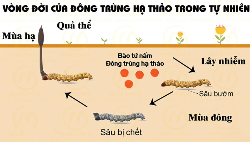 Đông trùng hạ thảo có cấu tạo cơ thể rất độc đáo Đông trùng hạ thảo có cấu tạo cơ thể rất độc đáo