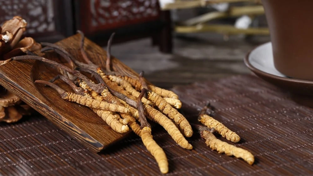 Cả Đông và Tây y đều công nhận những lợi ích tuyệt vời mà đông trùng hạ thảo mang lại cho con người Cả Đông và Tây y đều công nhận những lợi ích tuyệt vời mà đông trùng hạ thảo mang lại cho con người