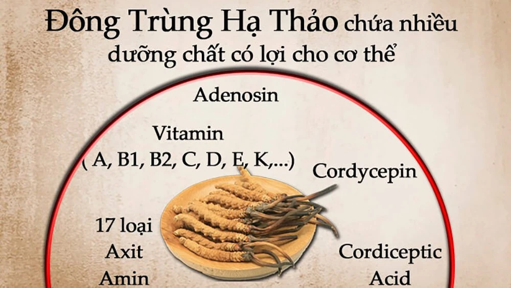 Có rất nhiều hoạt chất quý hiếm có mặt trong đông trùng hạ thảo Có rất nhiều hoạt chất quý hiếm có mặt trong đông trùng hạ thảo