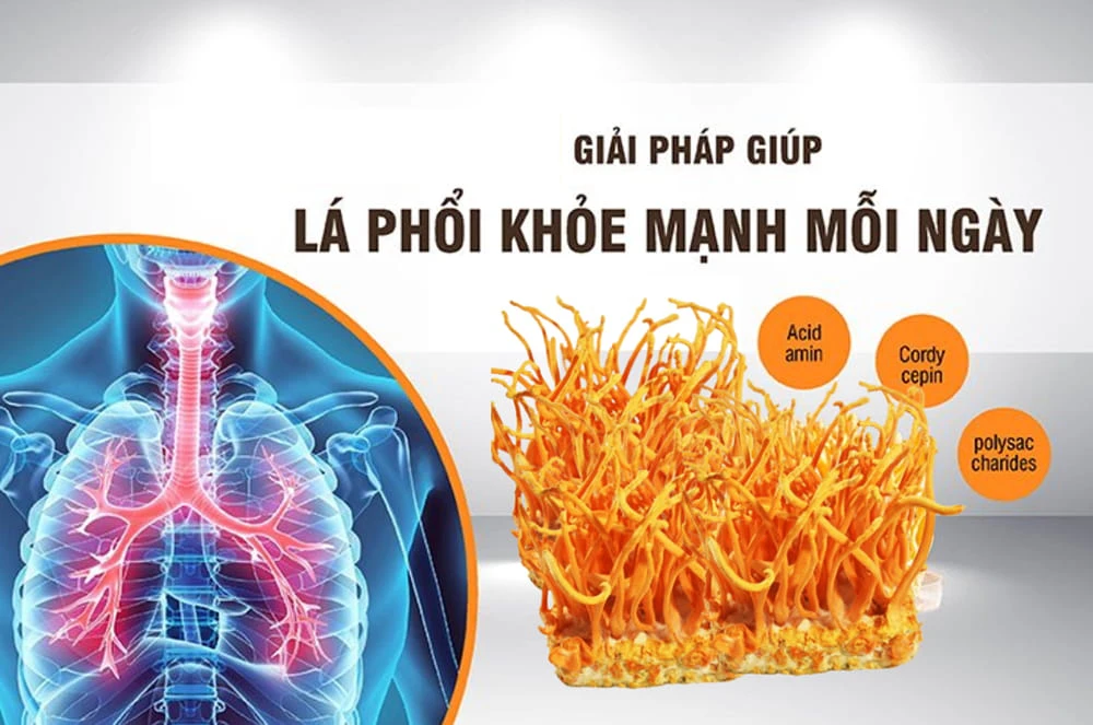 Những người có chức năng phổi yếu cũng nên dùng đông trùng hạ thảo Những người có chức năng phổi yếu cũng nên dùng đông trùng hạ thảo