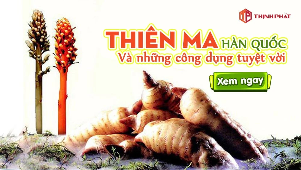 Thiên ma Hàn Quốc và những công dụng tuyệt vời Thiên ma Hàn Quốc và những công dụng tuyệt vời