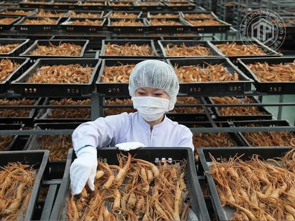Người ta thường chế biến nhân sâm thành hồng sâm để dễ bảo quản và tăng công dụng Người ta thường chế biến nhân sâm thành hồng sâm để dễ bảo quản và tăng công dụng
