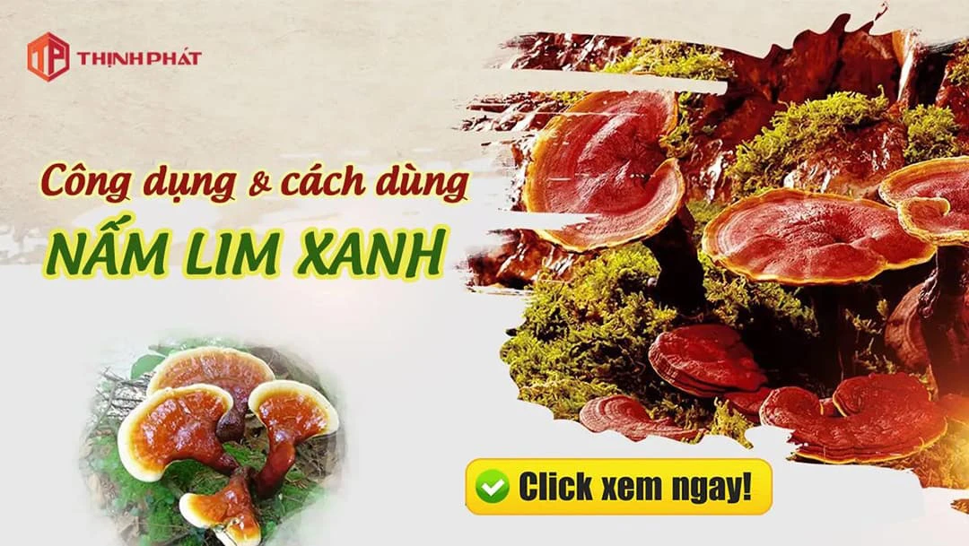 Công Dụng & Cách Dùng Nấm Lim Xanh Công Dụng & Cách Dùng Nấm Lim Xanh