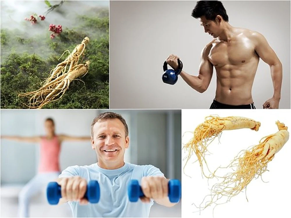 Sử dụng hồng sâm thường xuyên giúp tăng cường sức khỏe cơ bắp Sử dụng hồng sâm thường xuyên giúp tăng cường sức khỏe cơ bắp