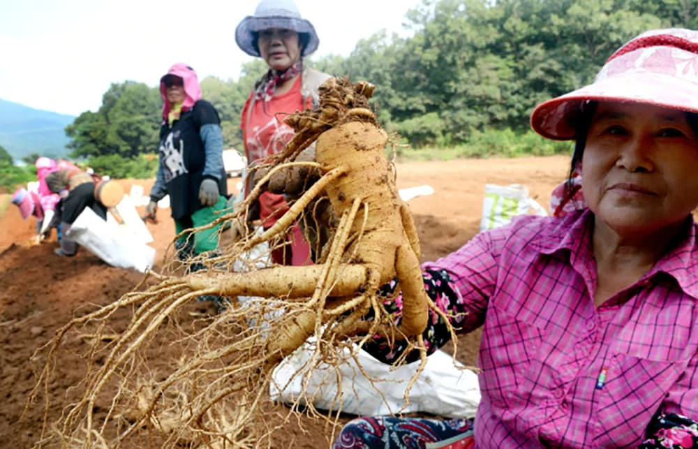 Người dân Hàn Quốc thu hoạch sâm tươi 6 năm tuổi Người dân Hàn Quốc thu hoạch sâm tươi 6 năm tuổi