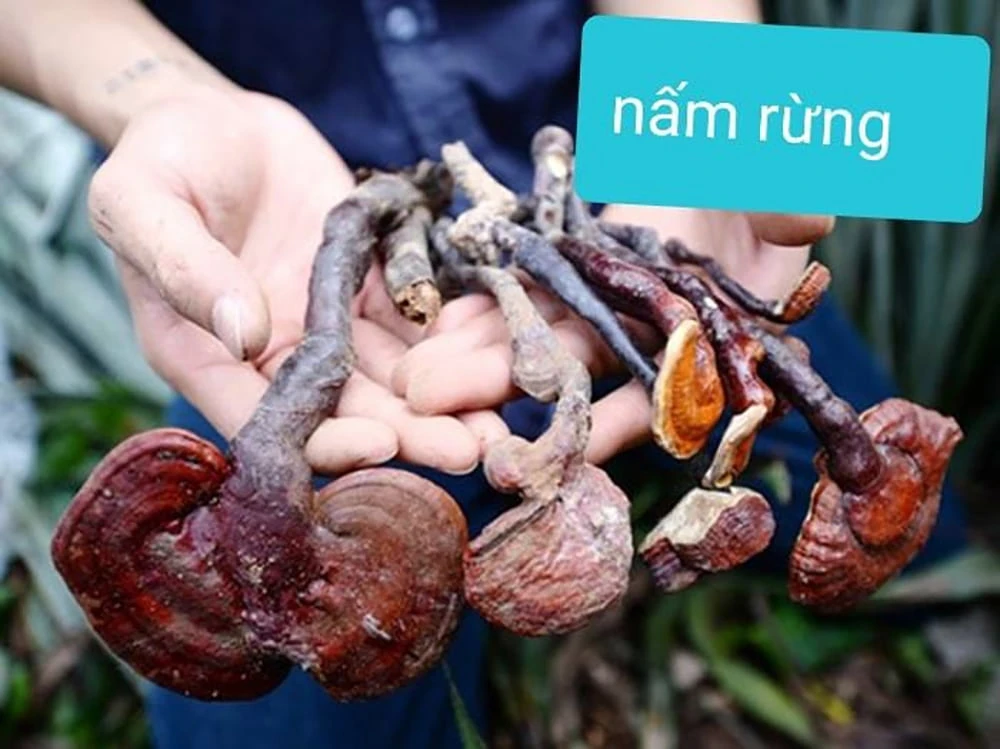 Nấm lim xanh rừng được thu hoạch từ những cánh rừng sâu Nấm lim xanh rừng được thu hoạch từ những cánh rừng sâu