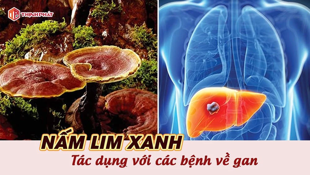 Nấm lim xanh tác dụng với các bệnh về gan Nấm lim xanh tác dụng với các bệnh về gan