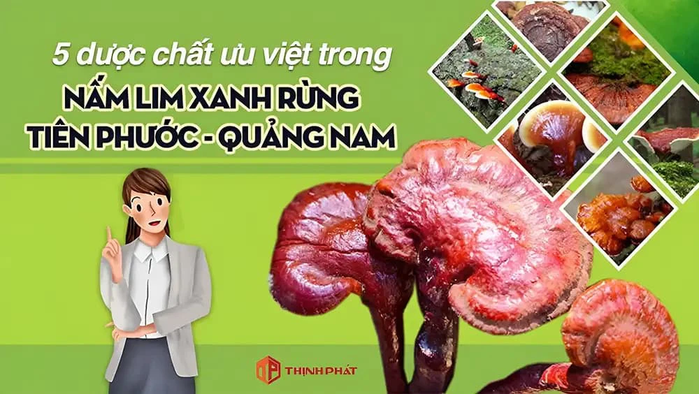 5 dược chất ưu việt tạo nên giá trị của nấm lim xanh rừng Quảng Nam 5 dược chất ưu việt tạo nên giá trị của nấm lim xanh rừng Quảng Nam