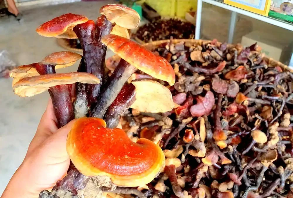 Có rất nhiều hoạt chất quý giá trong nấm lim xanh rừng Quảng Nam Có rất nhiều hoạt chất quý giá trong nấm lim xanh rừng Quảng Nam
