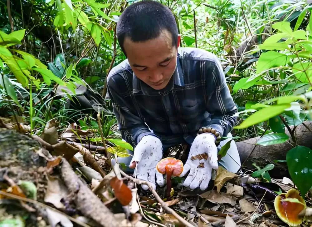Nấm lim xanh rừng Quảng Nam có tem chứng nhận chất lượng trên từng cây nấm Nấm lim xanh rừng Quảng Nam có tem chứng nhận chất lượng trên từng cây nấm