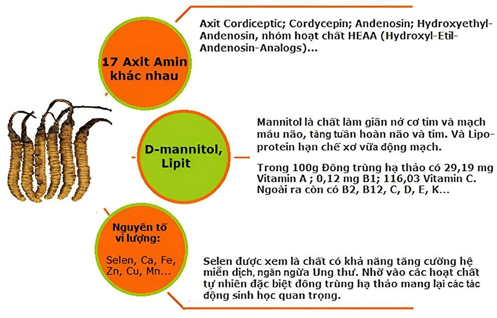 Trong đông trùng hạ thảo có đến 17 acid amin khác nhau cùng nhiều khoáng chất thiết yếu