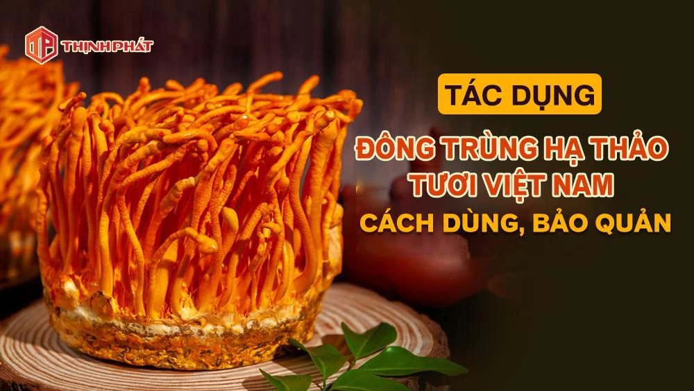 Các tác dụng của đông trùng hạ thảo tươi, cách chế biến, sử dụng và bảo quản đông trùng hạ thảo tươi hiệu quả Các tác dụng của đông trùng hạ thảo tươi, cách chế biến, sử dụng và bảo quản đông trùng hạ thảo tươi hiệu quả