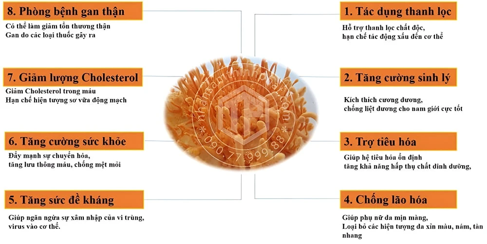 Đông trùng hạ thảo tươi có nhiều tác dụng tốt cho sức khỏe Đông trùng hạ thảo tươi có nhiều tác dụng tốt cho sức khỏe