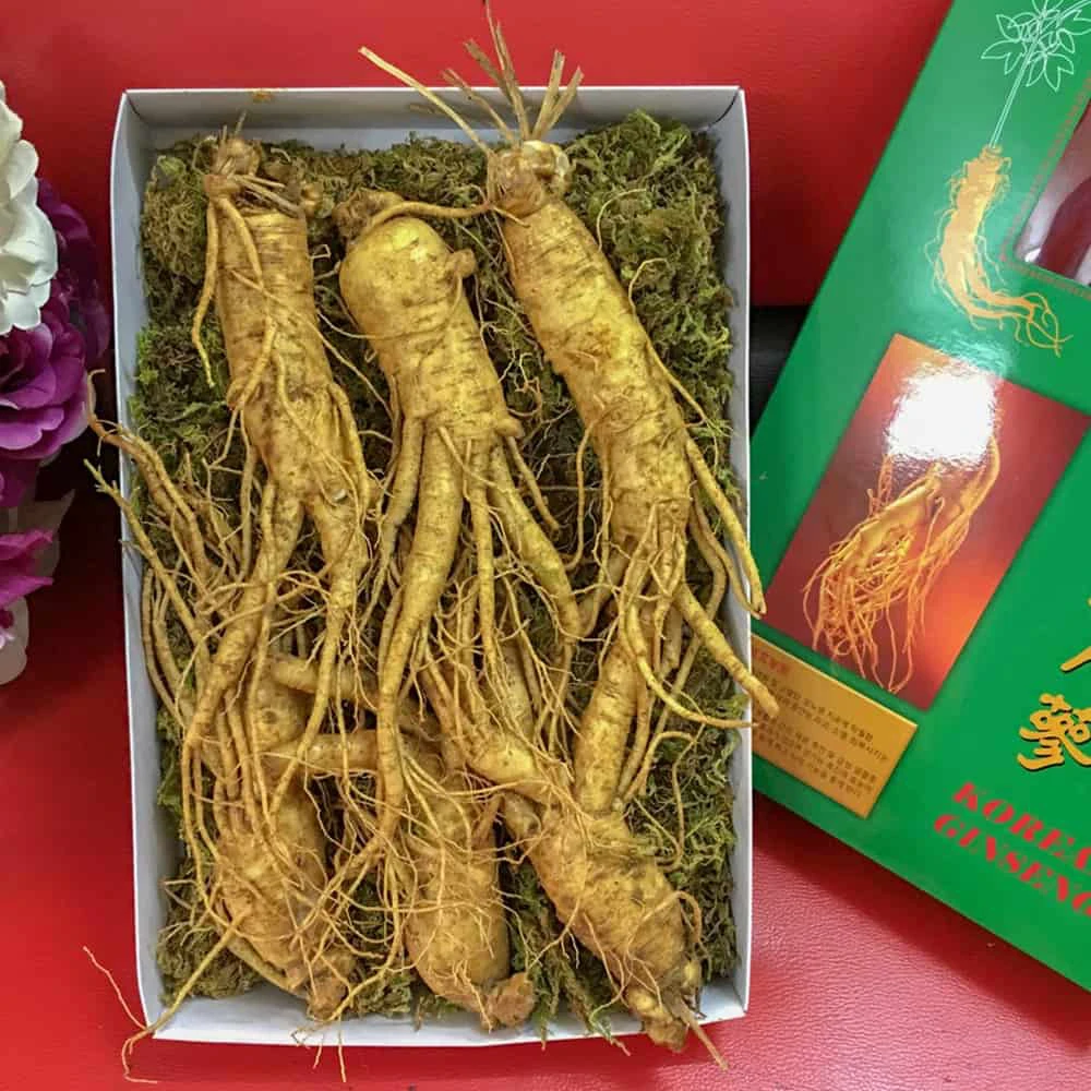 Nhân sâm tươi 6 củ/kg được trồng nhiều tại Hàn Quốc Nhân sâm tươi 6 củ/kg được trồng nhiều tại Hàn Quốc