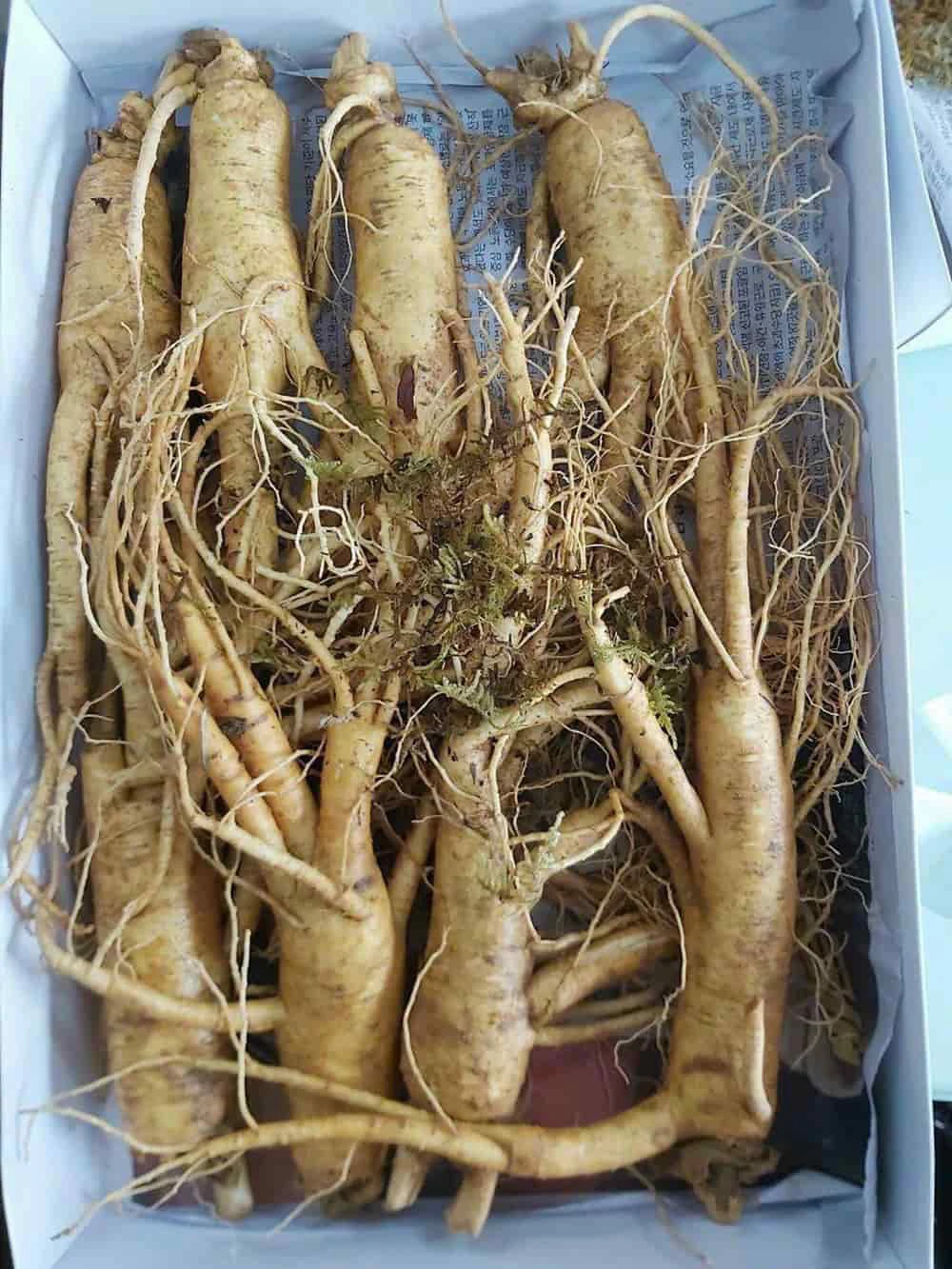 Nhân sâm tươi Hàn Quốc loại 8 củ/kg Nhân sâm tươi Hàn Quốc loại 8 củ/kg