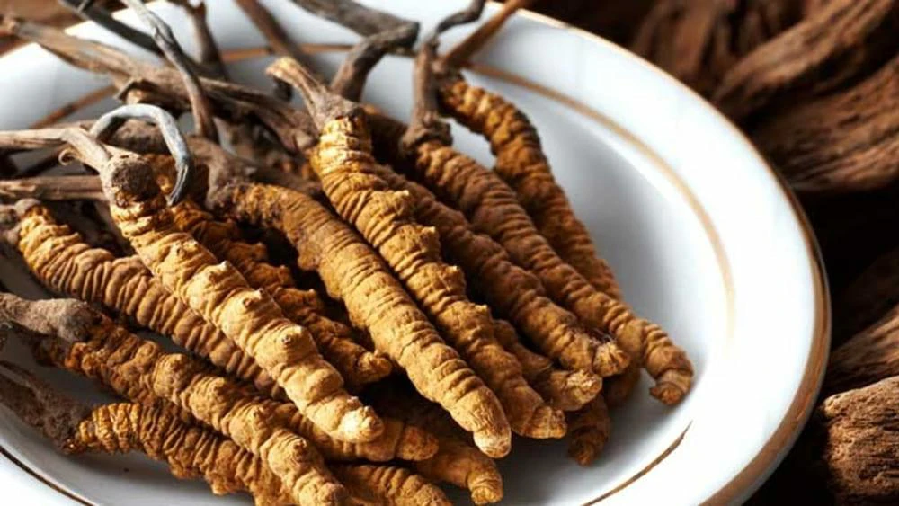 Đông trùng hạ thảo là dược liệu quý tốt cho sức khỏe Đông trùng hạ thảo là dược liệu quý tốt cho sức khỏe
