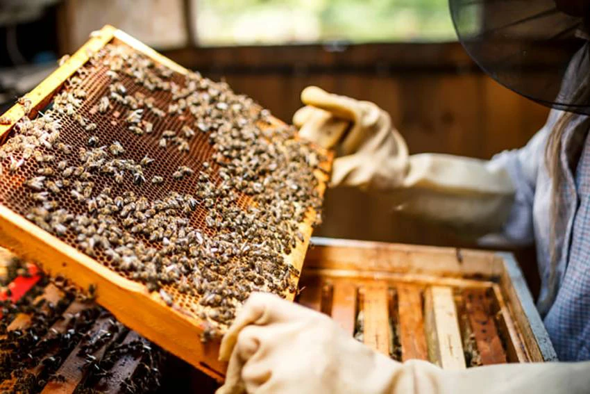 Bạn nên sử dụng mật ong hữu cơ nguyên chất để điều trị nhiệt miệng Bạn nên sử dụng mật ong hữu cơ nguyên chất để điều trị nhiệt miệng