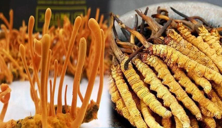 Đông trùng hạ thảo có hai dạng là tự nhiên và nuôi cấy nhân tạo Đông trùng hạ thảo có hai dạng là tự nhiên và nuôi cấy nhân tạo