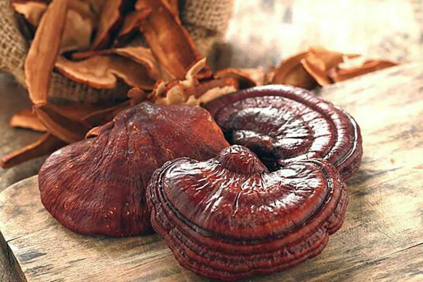 Linh chi được mệnh danh là thượng phẩm giúp thải độc gan cực tốt
