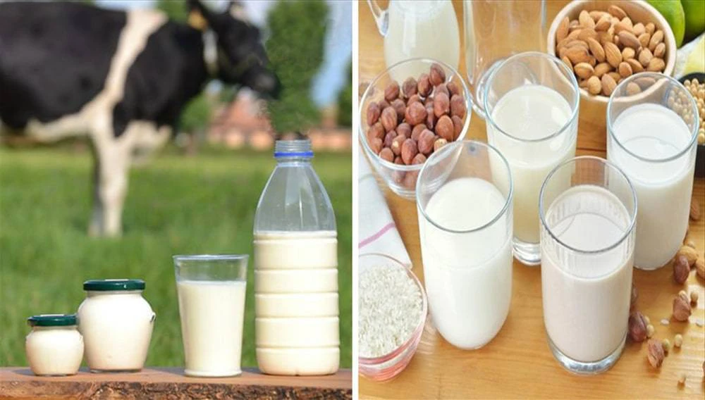 Cả sữa thực vật và sữa bò đều chứa những dưỡng chất rất tốt cho sức khỏe Cả sữa thực vật và sữa bò đều chứa những dưỡng chất rất tốt cho sức khỏe