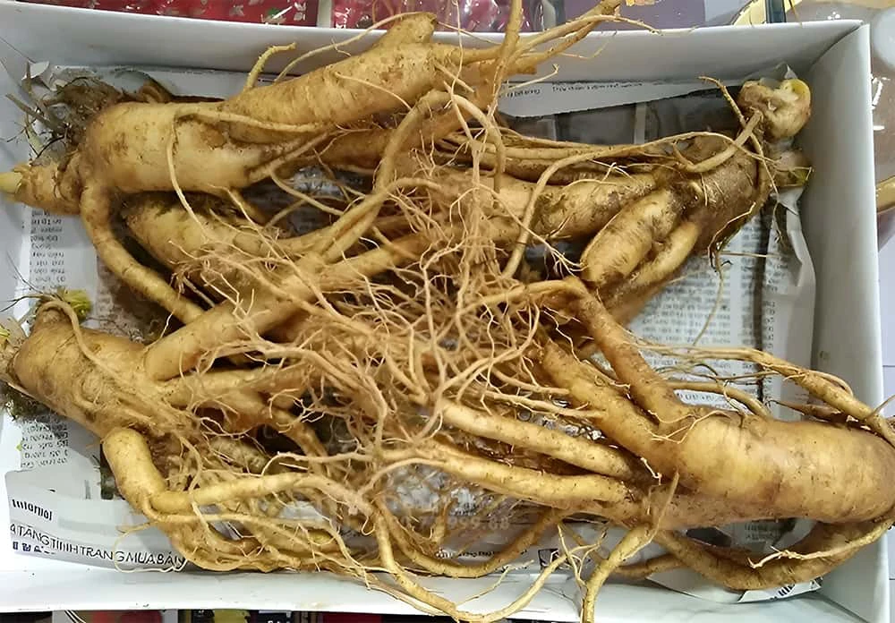 Sâm tươi Hàn Quốc loại 5 củ/ kg Sâm tươi Hàn Quốc loại 5 củ/ kg
