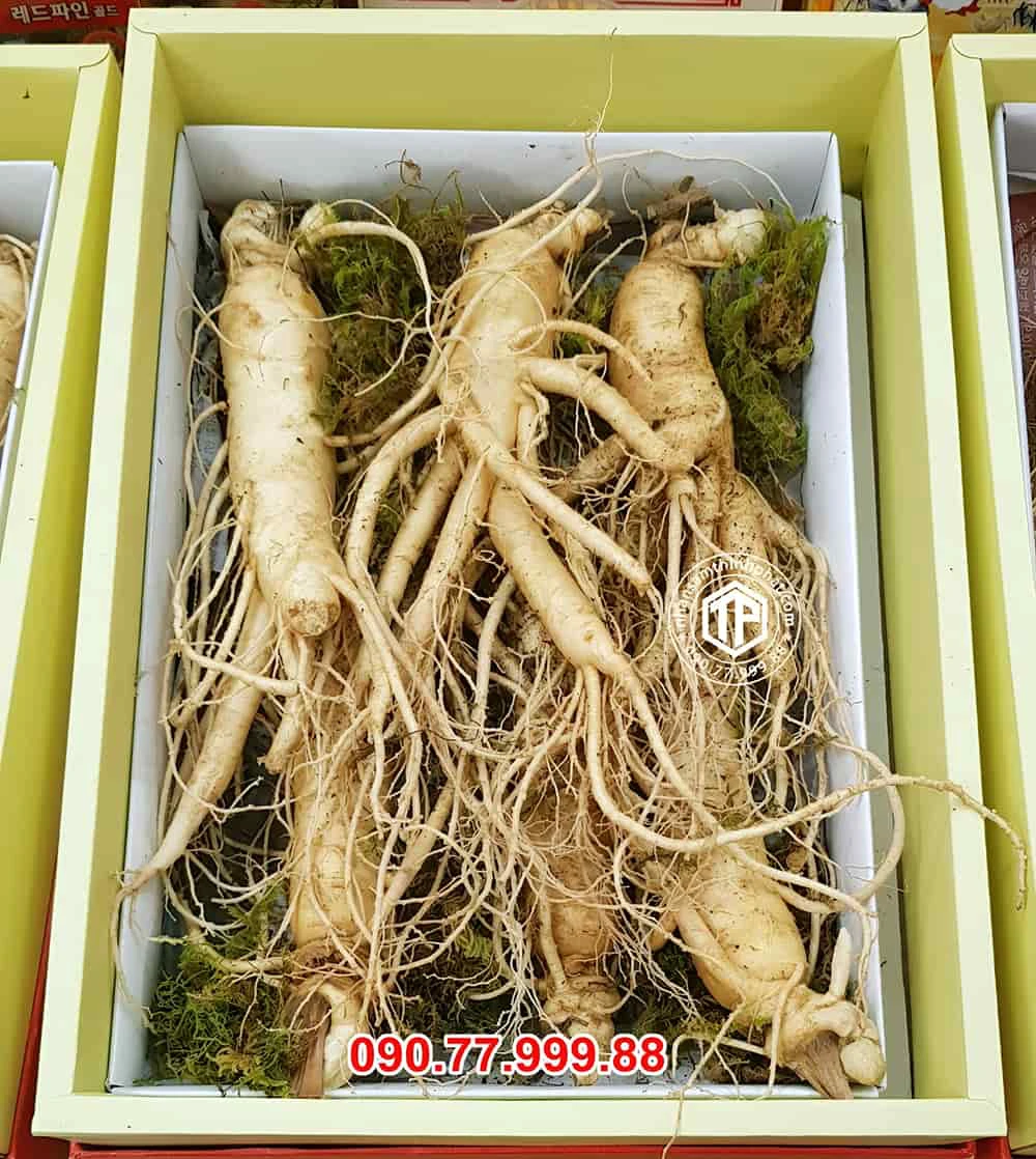 Sâm tươi Hàn Quốc loại 6 củ/ kg Sâm tươi Hàn Quốc loại 6 củ/ kg