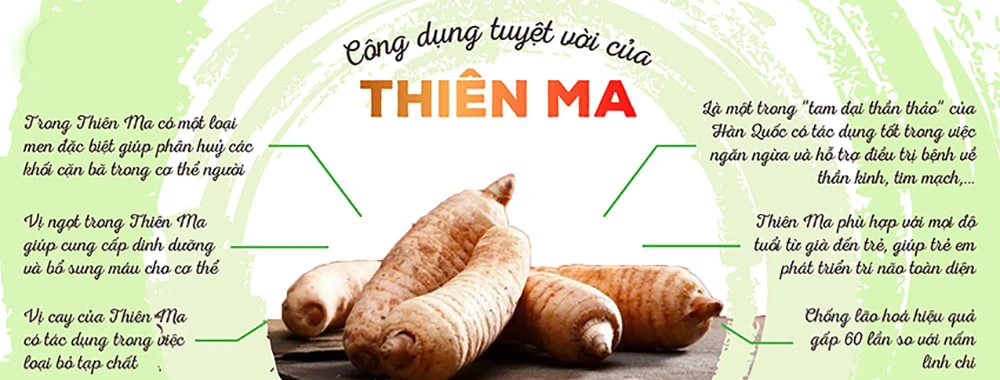 Tác dụng của Thiên ma Hàn Quốc hỗ trợ điều trị nhiều bệnh lý hiện đại Tác dụng của Thiên ma Hàn Quốc hỗ trợ điều trị nhiều bệnh lý hiện đại