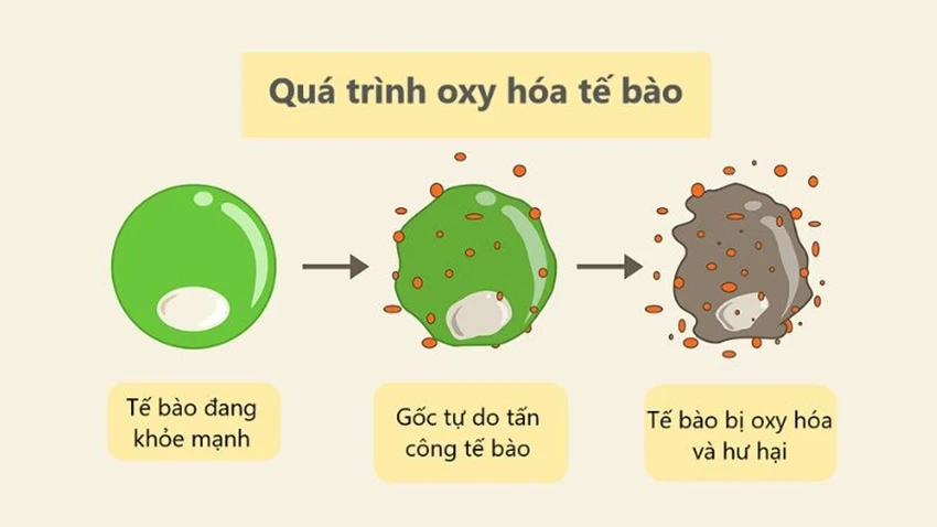 Nhân sâm giúp làm chậm quá trình oxy hóa của tế bào trong cơ thể Nhân sâm giúp làm chậm quá trình oxy hóa của tế bào trong cơ thể