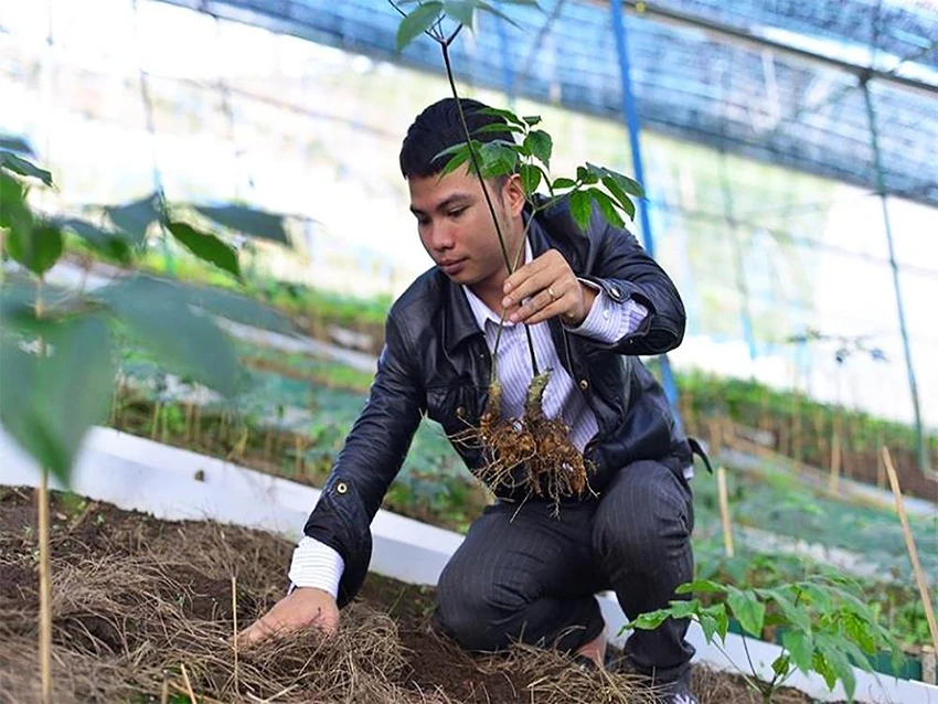 Việt Nam sở là quốc gia sở hữu nhiều giống sâm quý có hàm lượng Saponin cao Việt Nam sở là quốc gia sở hữu nhiều giống sâm quý có hàm lượng Saponin cao