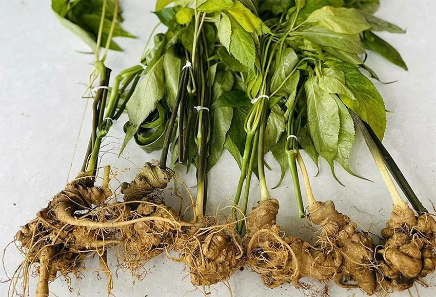 Sâm Ngọc Linh Sâm Ngọc Linh