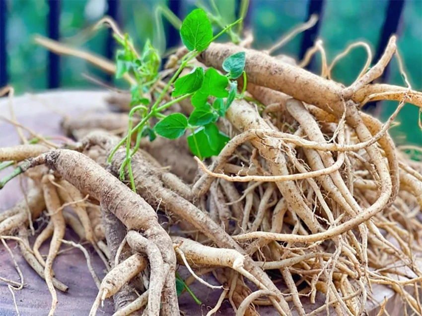 Đẳng Sâm Rừng thường được tìm thấy ở khu vực Tây Bắc Đẳng Sâm Rừng thường được tìm thấy ở khu vực Tây Bắc