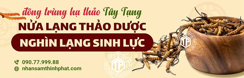 Đông trùng hạ thảo Tây Tạng - Nửa lạng thảo dược, nghìn lạng sinh lực Đông trùng hạ thảo Tây Tạng - Nửa lạng thảo dược, nghìn lạng sinh lực