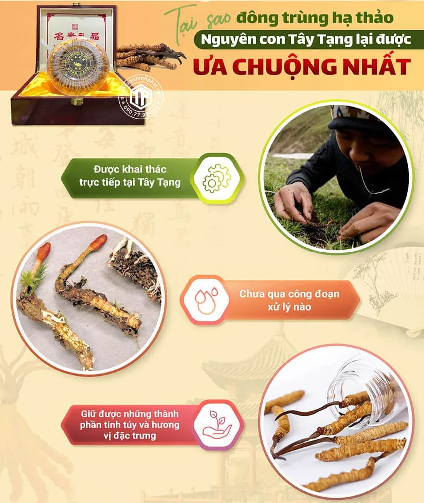 Tại sao đông trùng hạ thảo nguyên con Tây Tạng lại được ưa chuộng nhất? Tại sao đông trùng hạ thảo nguyên con Tây Tạng lại được ưa chuộng nhất?