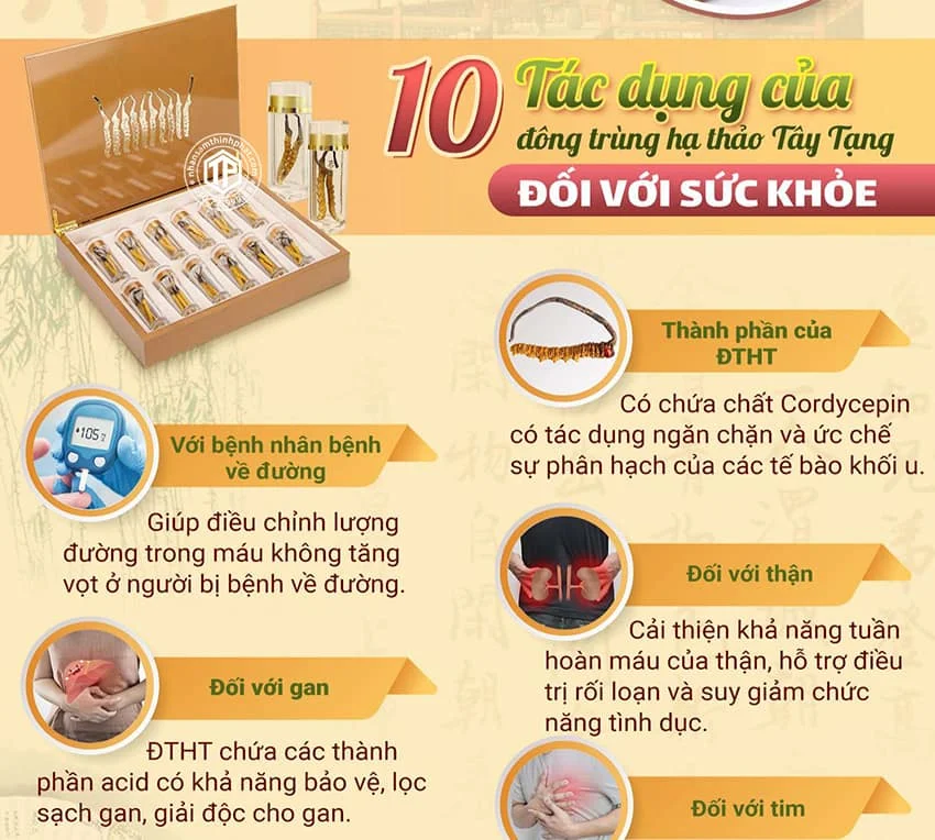 10 tác dụng của đông trùng hạ thảo Tây Tạng đối với sức khỏe 10 tác dụng của đông trùng hạ thảo Tây Tạng đối với sức khỏe