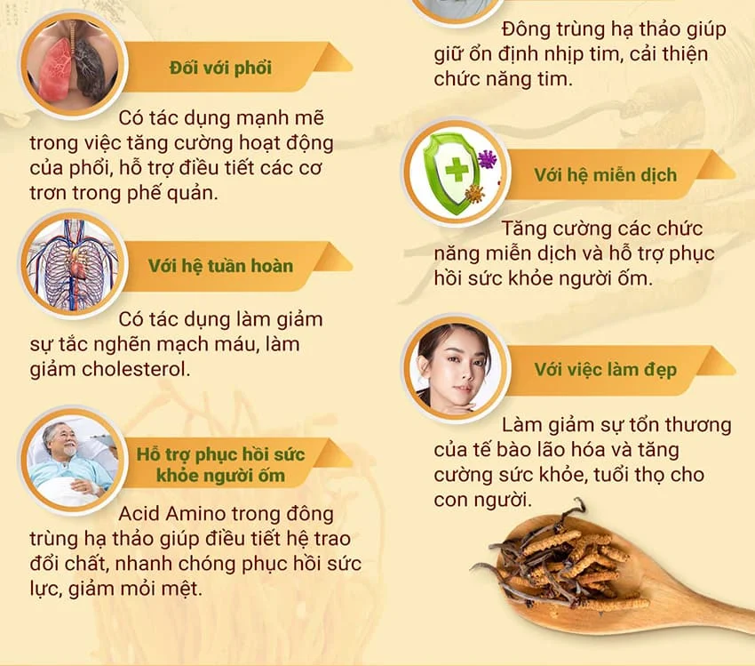 10 tác dụng của đông trùng hạ thảo Tây Tạng đối với sức khỏe 10 tác dụng của đông trùng hạ thảo Tây Tạng đối với sức khỏe