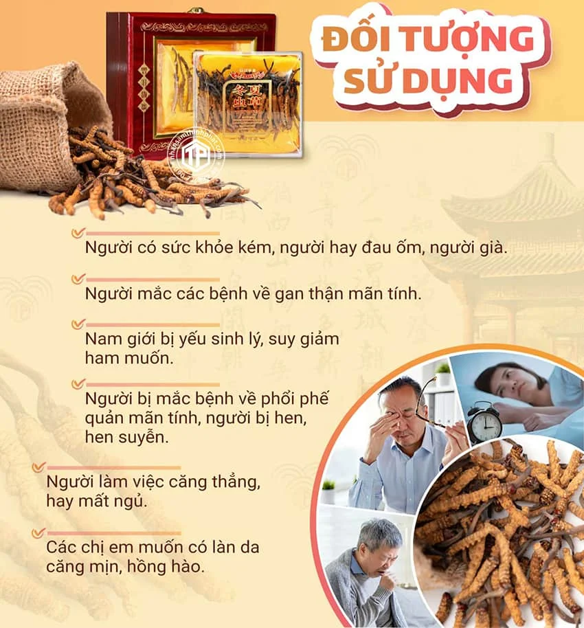 Đối tượng sử dụng đông trùng hạ thảo Tấy Tạng Đối tượng sử dụng đông trùng hạ thảo Tấy Tạng