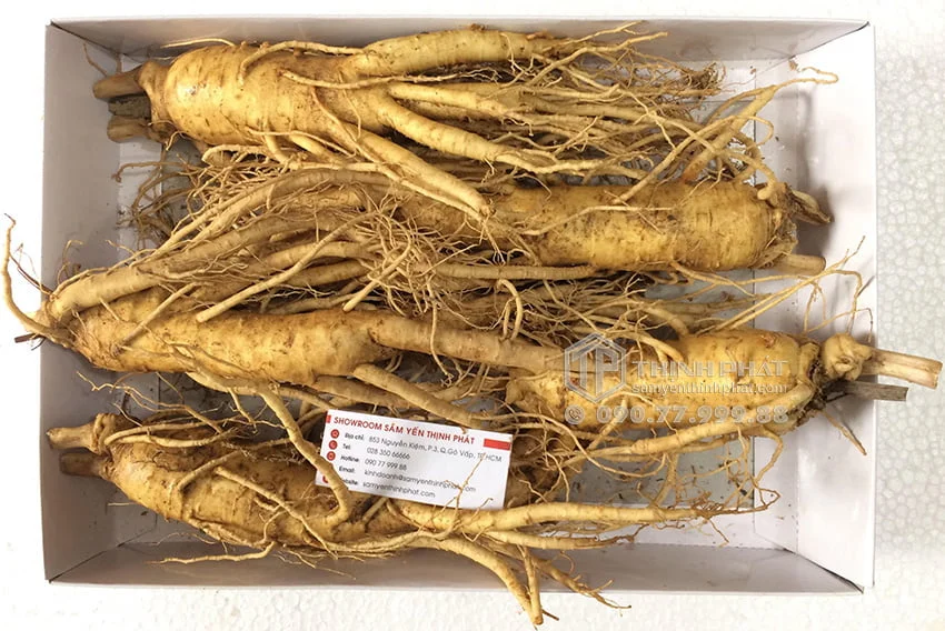 Nhân sâm tươi Hàn Quốc loại 5 củ 1 kg